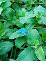 Image result for Commelina petersii