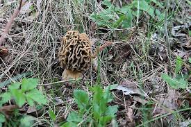 Über standort und verbreitung der morcheln spitzmorchel morchella conica. Ein Pilzkenner Auf Morchelsuche 1815 Ch