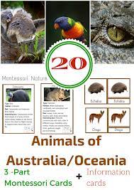 Australia Oceania Resource Pack Australia Animals Australia For Kids Animals