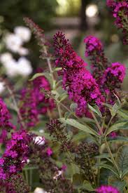 Image result for Buddleja davidii