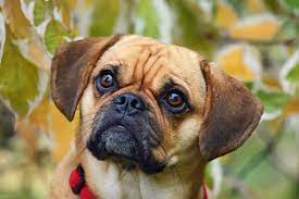 Puggle Dog Breed Information Characteristics Daily Paws