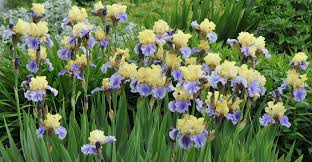 Choose from over 2000 varieties of iris for sale and daylilies for sale online at iriswarehouse and daylilywarehouse.tall bearded, median, siberian, historic, novelty iris for sale. How To Divide Bearded Iris My Garden Life