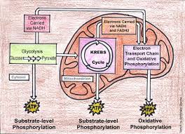 cellular respiration diagram