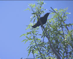 Image of Crows in San Diego