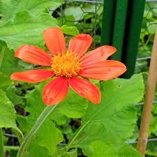 Image result for Tithonia rotundifolia