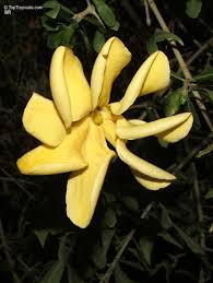 Image result for Garcinia volkensii
