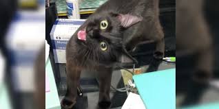 This is to mean that cat ear mite infestation is one of the most common reasons for head shaking in cats. Kitten With Permanent Head Tilt Greets Everyone She Meets While Waiting For A Home Love Meow