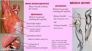 However, it is difficult to define the exact number as different sources name and group muscles differently. Muscle Names Muscle Groups Body Parts How Skeletal Muscles Are Named Wedding Dresses