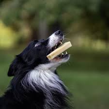 Image result for americký vodní španěl