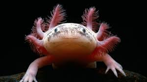 10 gallons for 2 axolotls 10 gallons per axolotl 15 gallons per axolotl 20 gallons for the first axolotl and 10 gallons for each additional 20 gallons per axolotl 20 gallons minimum water volume + 200 square inches of floor space for the first. Mexico City S Walking Fish Bbc Travel