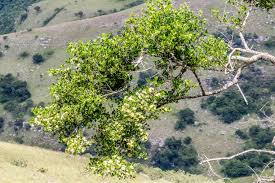 Image result for Psydrax livida