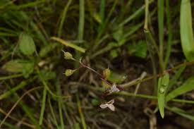 Image result for Sehima