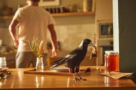 Watch online penguin bloom (2020) free full movie with english subtitle. Penguin Bloom Review Naomi Watts And Charming Magpies Star In Heavy Handed Film Film The Guardian