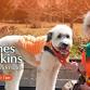 Pooches & Pupkins