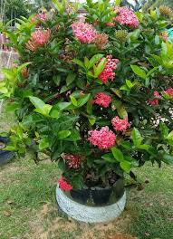 Pokok akar dani atau nama saintifiknya quisqualis indica juga dikenali dengan nama 'chinese honeysuckle' dan 'rangoon creeper'. Warisan Petani Pokok Siantan Plants Landscape