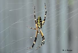 Check spelling or type a new query. Big Spider Webs Part 2 Black And Yellow Garden Spider I Argiope Aurantia I Bug Of The Week
