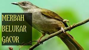 Hal ini wajar karena antara burung cucak ijo jantan dan betina terlihat hampir mirip satu sama lain. Suara Merbah Belukar Cucak Lumut Trucukan Lumut Gacor Cocok Untuk Pancingan Youtube