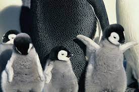 Penguins Pajamas Sleepovers At California Academy Of Sciences Cute Baby Penguin Baby Penguins Cute Baby Animals