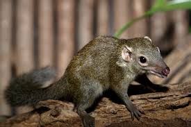 Image result for Habenaria tweedieae