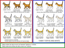 Solid, tabby, bicolor, tortoiseshell, tricolor cat with van coat pattern. Colour And Coat Genetics In Cats Cats From Your Wildest Dreams