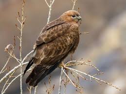 Birds Of Prey Cape Cod Long Legged Buzzard Buteo Rufinus By Imran Shah In Pakistan Beautiful Birds Animals Beautiful Birds