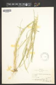 Image result for Eragrostis echinochloidea