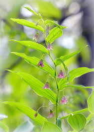 Image result for Tapinanthus erectotruncatus