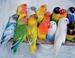 pin by gerochka baum on colourful life group board colorful birds beautiful birds pet birds