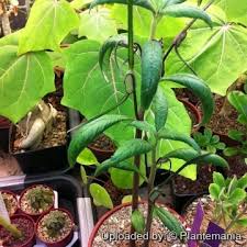 Image result for Dorstenia buchananii