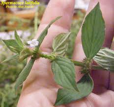 Image result for Spermacoce deserti