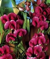 Legume, annual vine mature size: Lathyrus Latifolius Red Pearl Everlasting Sweet Pea Chris S Weblog City Chickens