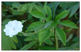 Image result for Ipomoea pes-tigridis