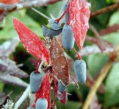 Image result for Berberis verruculosa