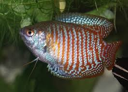 Can Betta Live With Dwarf Gouramis? - Quora