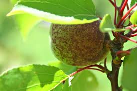 This spray will include both an insecticide (to deal with plum cuquillio, ornamental fruit moth, coddling moth…and make sure. Your Healthy Fruit Tree Game Plan Copper Sprays Explained Edible Backyard