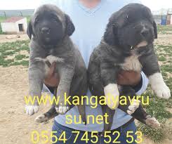 Satilik Kangal Yavrusu Istanbul Kangal Kopek Ciftligi 0545 568 24 25