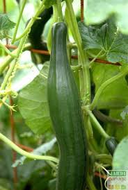 Taille Et Entretien Du Concombre Comment Obtenir Une Recolte Echelonnee Culture Concombre Jardinage Potager Jardin Potager