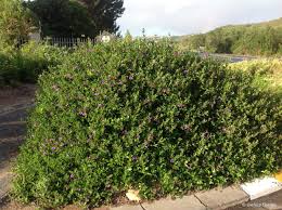 Image result for Barleria galpinii