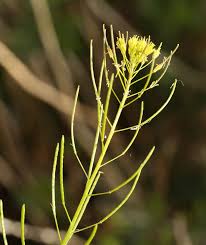 Image result for Cyphia brachyandra