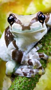 Cute Frog, animal, HD phone wallpaper | Peakpx