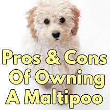 Maltipoo puppies males and females. Pros And Cons Of Owning A Maltipoo Lover Doodles