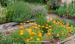 Check spelling or type a new query. Healing Plants To Grow In A Salve Garden Lovely Greens