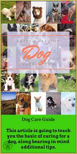 Before You Bring A New Dog Home Make Sure The Whole Area Is Safe Wish To Know More Click On The Image Dogcareguide Dog Care Dog Care Tips Dogs