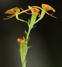 Image result for Liparis bowkeri