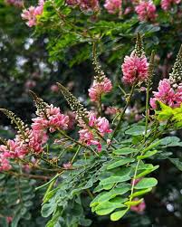 Image result for Indigofera congesta