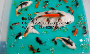 Resep puding ikan koi ultah. Puding Ikan Koi Home Facebook