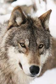 pin en wolf wolves wolfe howling wolf bozkurt kurt kurtlar