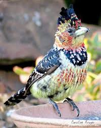 Birds Of South Africa Book Pdf Wonderful Little Birds Book Pdf D Birds Beautiful Birds Pet Birds