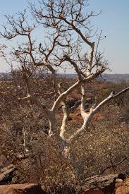 Image result for Ficus tettensis