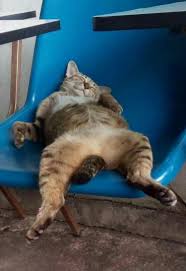 Tak heran banyak orang yang ingin mendapatkan satu kucing tersebut sebagai peliharaan dirumah mereka. 100 Gambar Kucing Lucu Imut Keren Cantik Galau